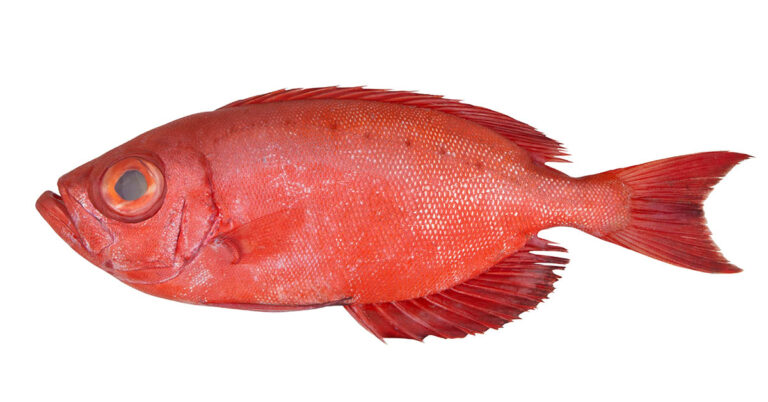 This Fish Tops the List of The World’s Healthiest Foods, Offering More Nutrition Than Many Veggies - Featured image