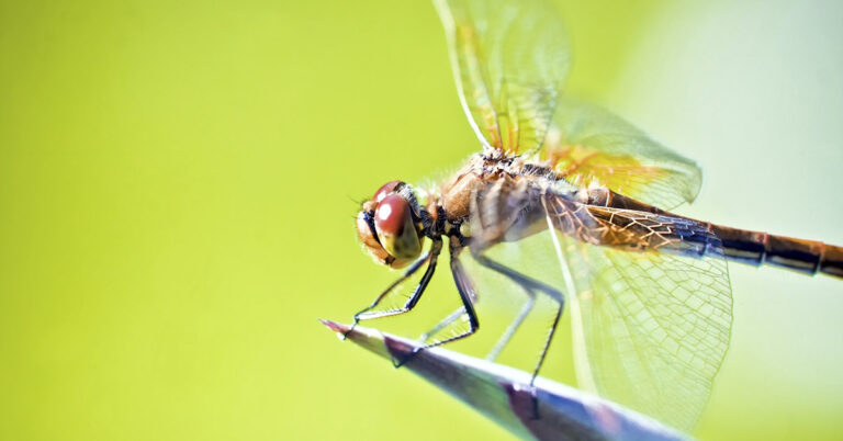Dragonflies Can Devour Hundreds of Mosquitoes Daily — Here’s How to Attract Them to Your Yard - Featured image