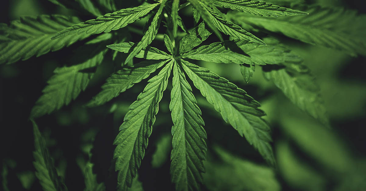 Cannabis leaf