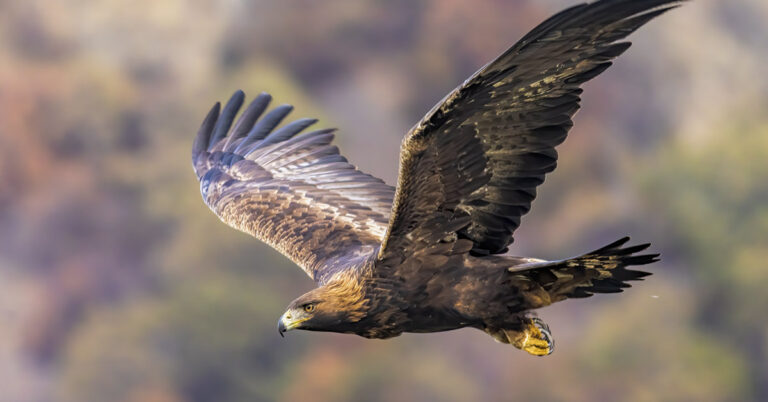 Terrifying Video Captures Golden Eagle Attempting to Snatch 8-Year-Old Girl - Featured image