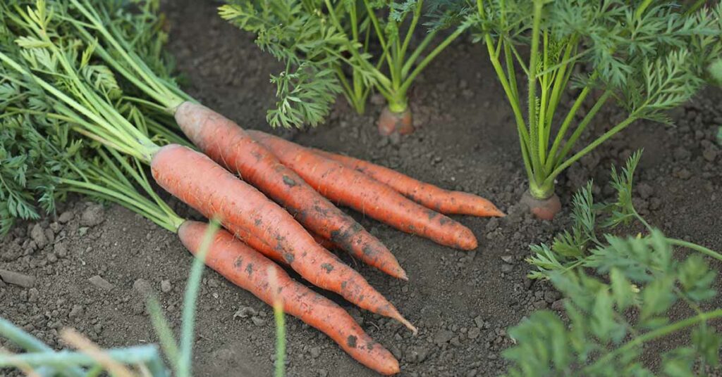 Study Reveals Unexpected Impact of Decades-Long Organic Farming - Featured image
