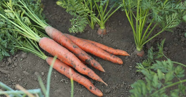 Study Reveals Unexpected Impact of Decades-Long Organic Farming - Featured image