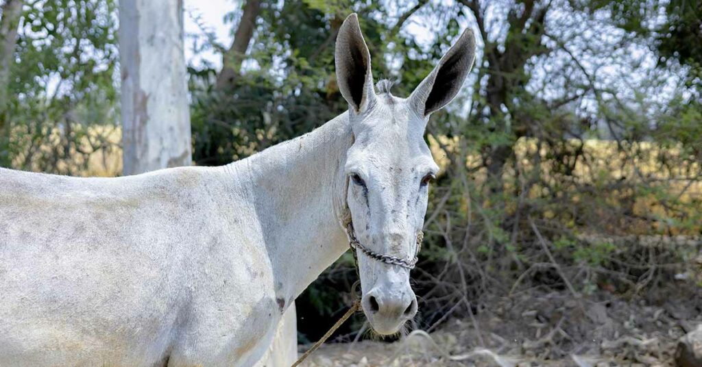 Dutch Woman Detained for Violent Confrontation with Man Over Donkey Abuse in Egypt - Featured image