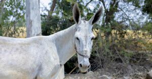 Dutch Woman Detained for Violent Confrontation with Man Over Donkey Abuse in Egypt Donkey