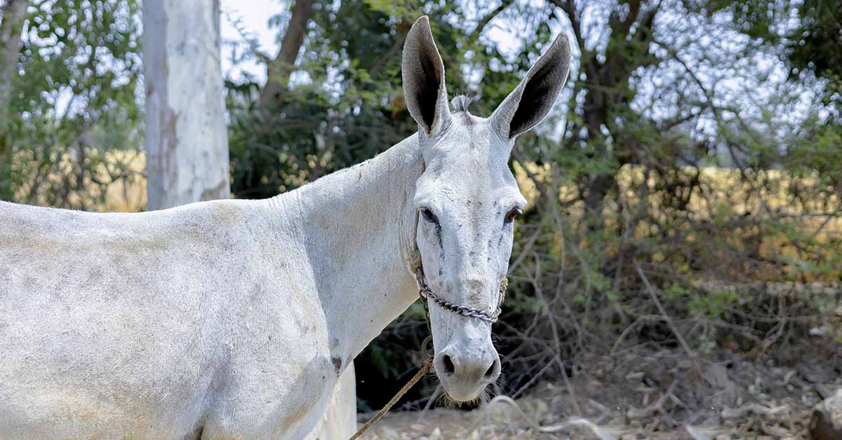 Donkey