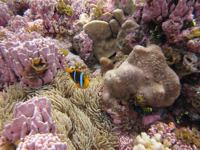 A vibrant underwater ecosystem showing diverse coral formations in pink and beige tones, with a striking orange and blue clownfish nestled among sea anemone tentacles, representing the rich biodiversity found within the circular marine habitats.