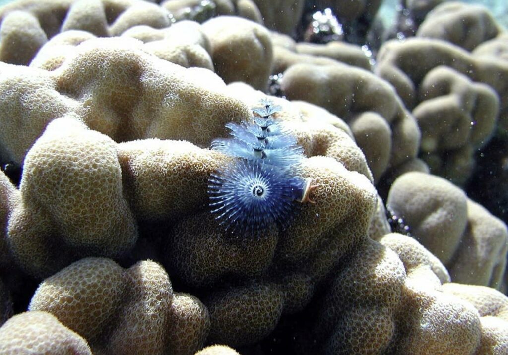 Christmas tree worm, Spirobranchus giganteus.