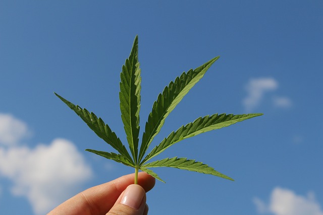 cannabis leaf