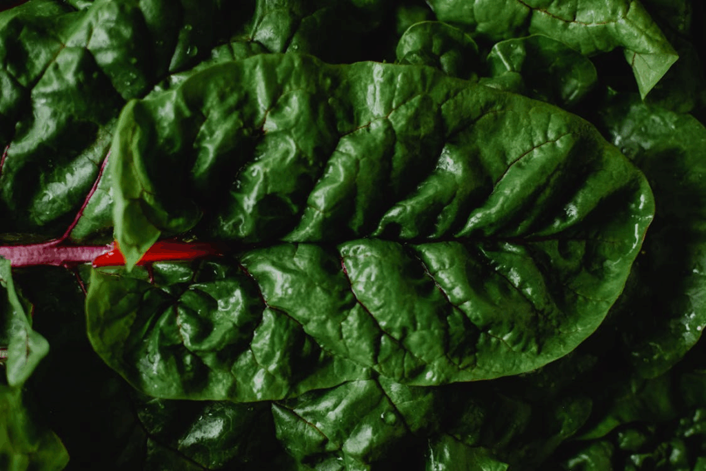 Close Up Photo of Fresh Green Leaves