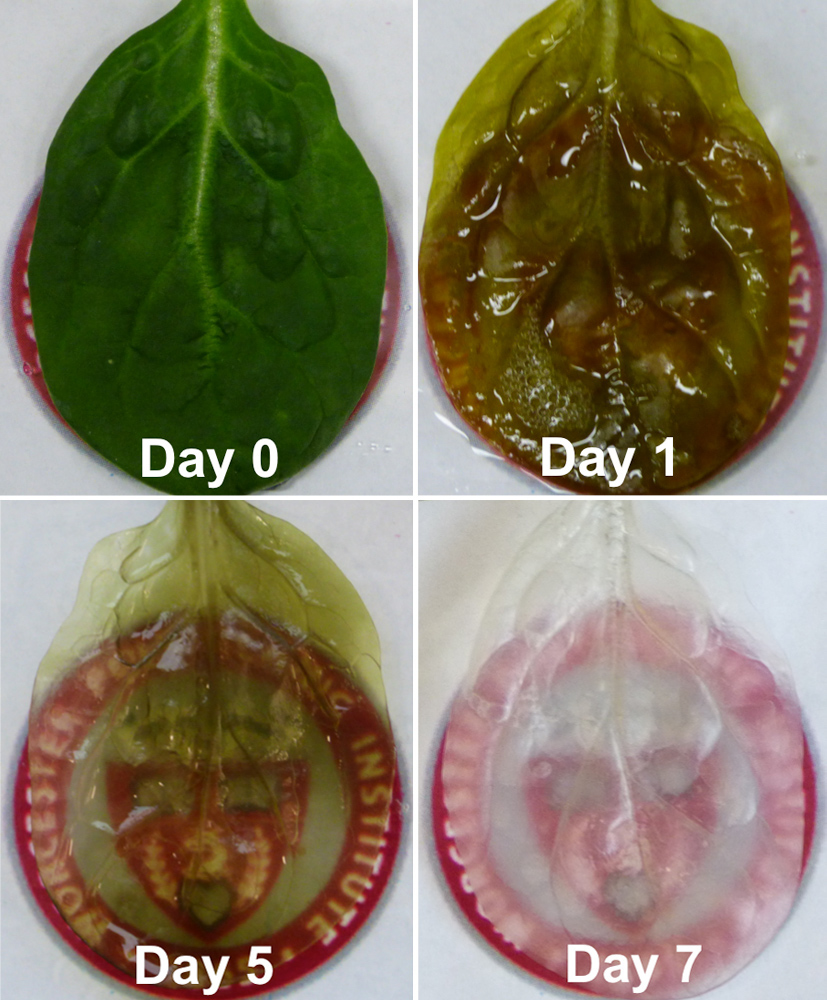 Timelapse images over 7 days of a spinach leaf that was flushed with a mild detergent,  which removed all plant cells, leaving behind a thin framework made of cellulose, to mimic human heart tissue.
