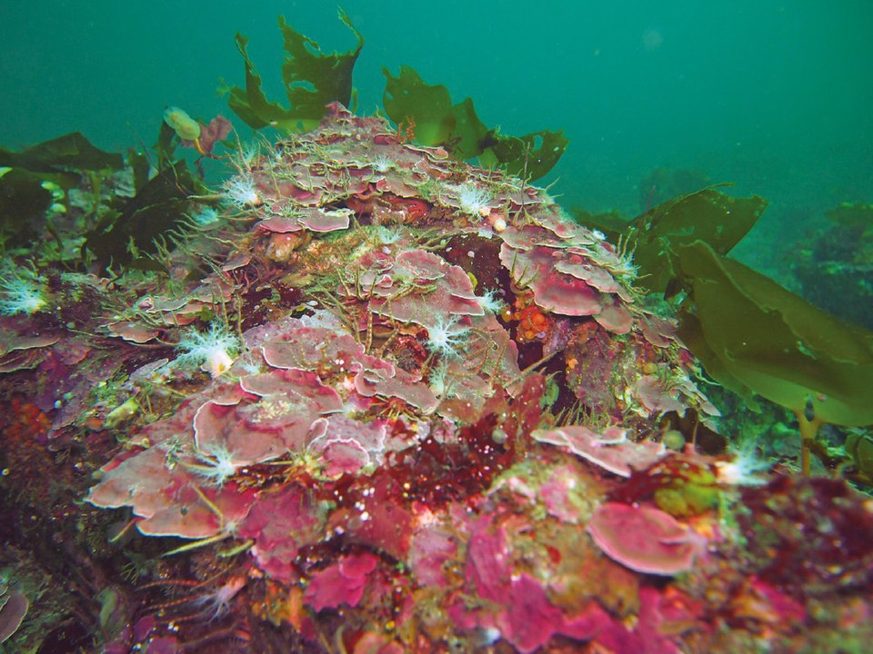 Vibrant red coralline algae formation, representative of the living organisms that create the perfect circles on the Mediterranean seafloor.