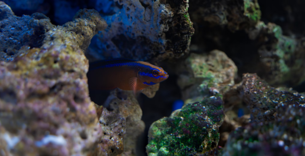 Colorful fish navigating through underwater structures, exemplifying the diverse marine life that thrives within the ancient circular formations.
