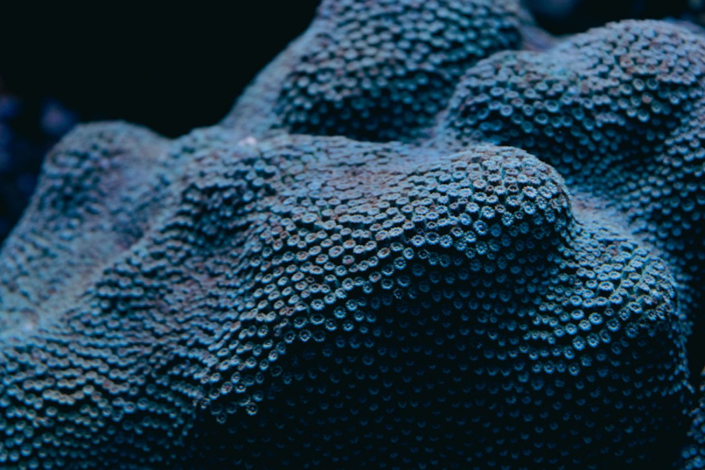 Close-up of marine organism with geometric patterns, illustrating nature's mathematical precision similar to the circles.