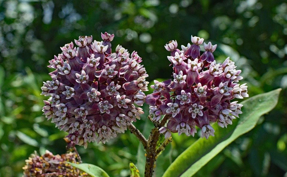 Close-up of milkweed flower clusters with purple and white blooms, a native plant that provides excellent perching sites while attracting additional insects that serve as food sources for garden visitors.