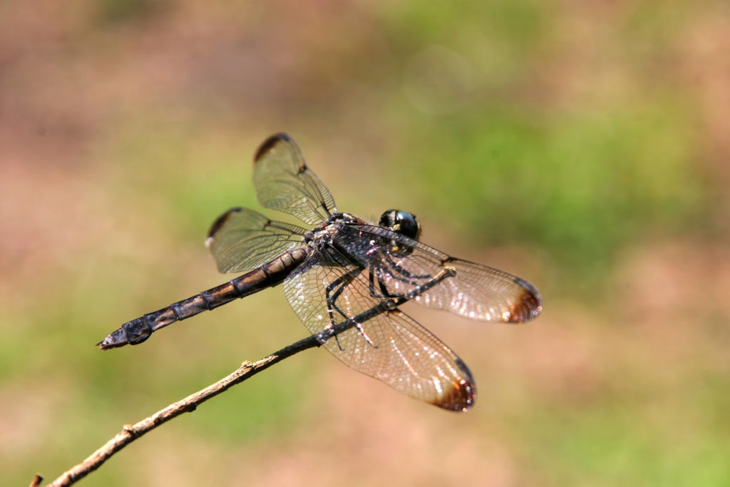 A dragonfly with translucent wings perched on a thin stem, displaying its distinctive elongated body and iridescent coloring while resting in a hunting position, ready to capture nearby mosquitoes.