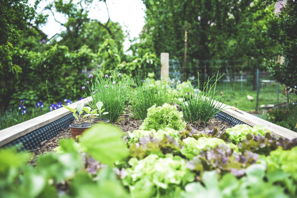 Raised garden bed filled with herbs and lettuces in a natural, pesticide-free environment that supports beneficial insects while providing edible and aromatic plants for the home gardener.