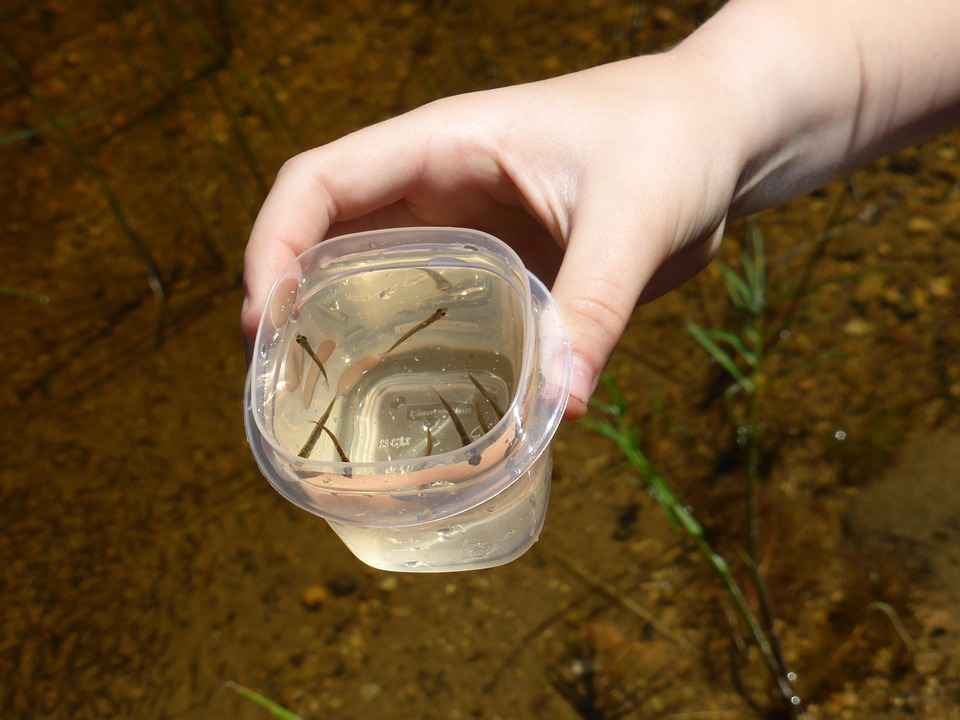 Hand holding a clear container with small fish or minnows in water, demonstrating how native fish species can be added to water features to help control mosquito larvae while creating a balanced ecosystem for attracting dragonflies to your yard.
