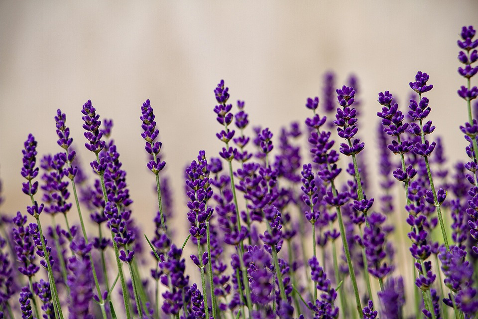 Vibrant purple lavender stems in bloom, an aromatic herb that helps create mosquito-free zones in gardens while adding beauty and fragrance to outdoor living spaces.