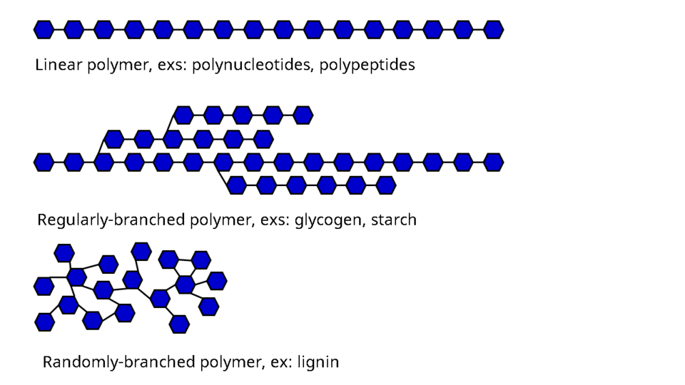 Different types of polymer structures showing linear polymers like polynucleotides and polypeptides, regularly-branched polymers like glycogen and starch, and randomly-branched polymers like lignin.