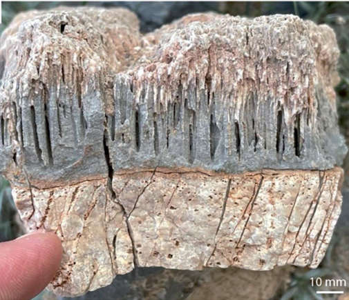sample of the rocks discovered, showing small tunesl within the rock.