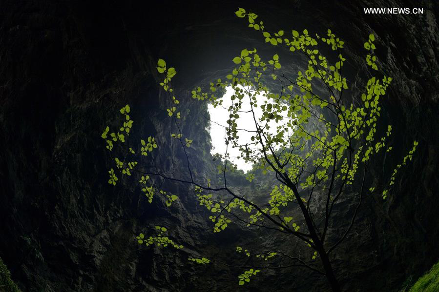 View from inside a cave looking upward at daylight, with delicate tree branches silhouetted against the bright opening.