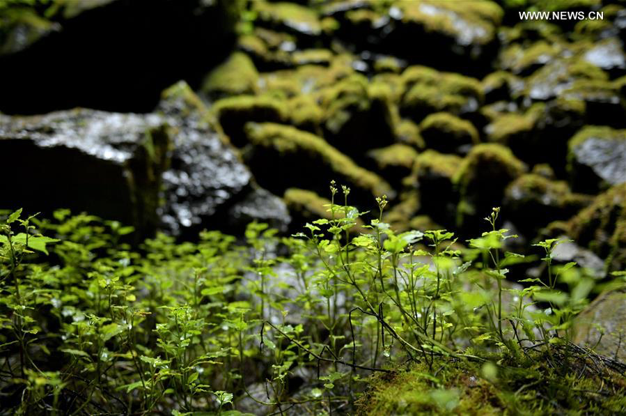 Close-up of delicate vegetation growing on damp rocks, showing moss and young plant shoots in a sheltered environment.