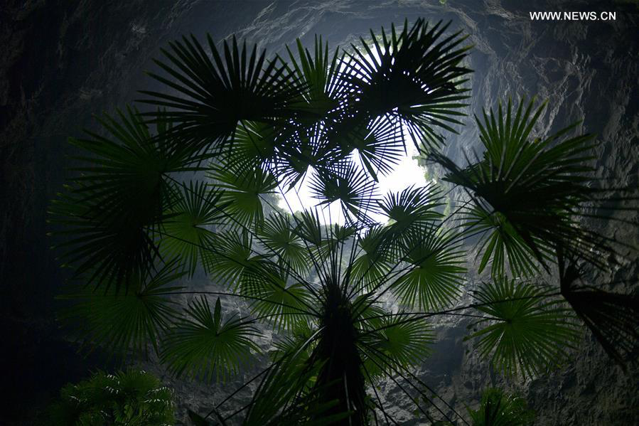 Palm fronds reaching toward sunlight inside a giant karst sinkhole, demonstrating how plant life adapts to limited light conditions in these unique ecosystems.