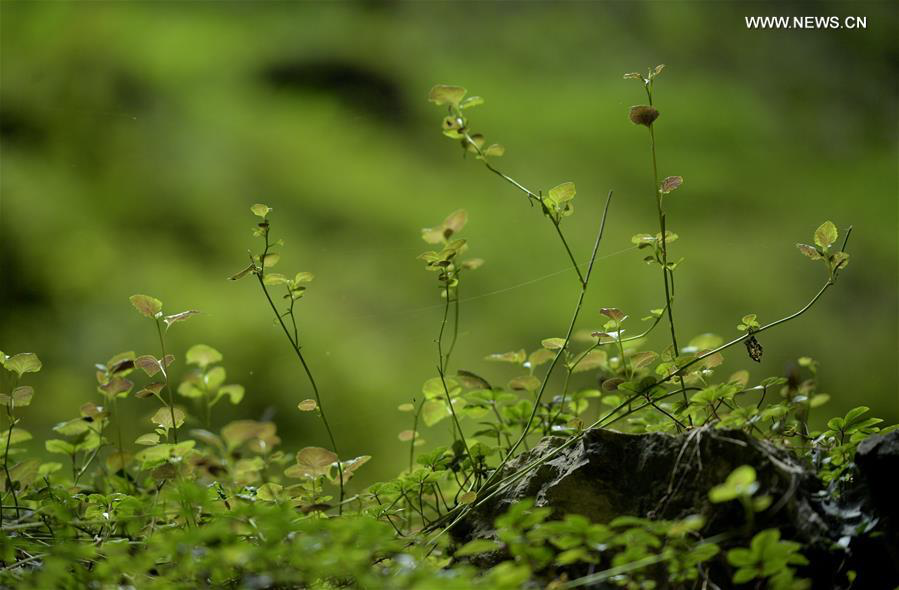 Young plants emerging from the forest floor, demonstrating diverse flora thriving in a protected ecosystem.