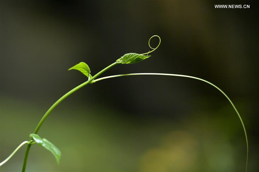 Delicate tendril of a climbing plant inside the sinkhole forest reaching for sunlight, showcasing the adaptation strategies of plants in this unique karst environment.