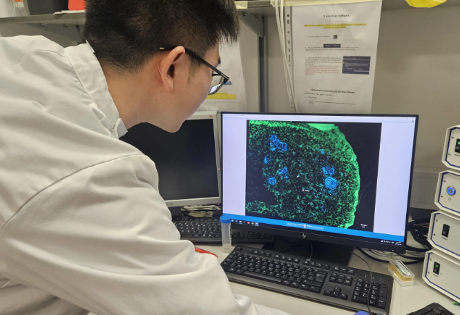 Xuechen Zhang explores lab-grown teeth
