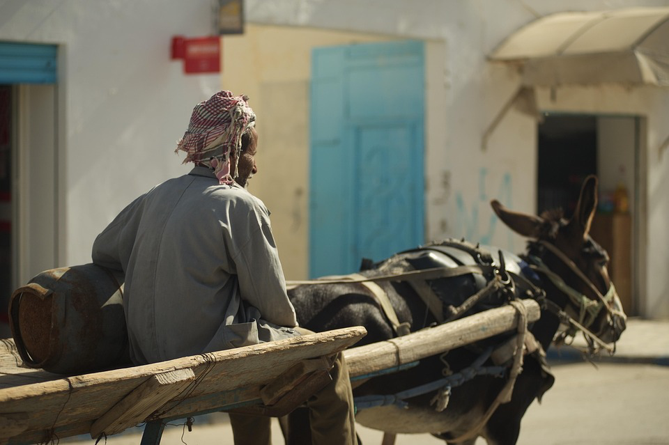 An Egyptian man rides in a traditional wooden cart pulled by a working donkey through a street with white buildings and colorful doors. This image represents the common use of working animals in Egyptian communities and tourist areas, contextualizing the environment where Van der Post operates her animal rescue sanctuary and regularly intervenes when she witnesses mistreatment of working animals.