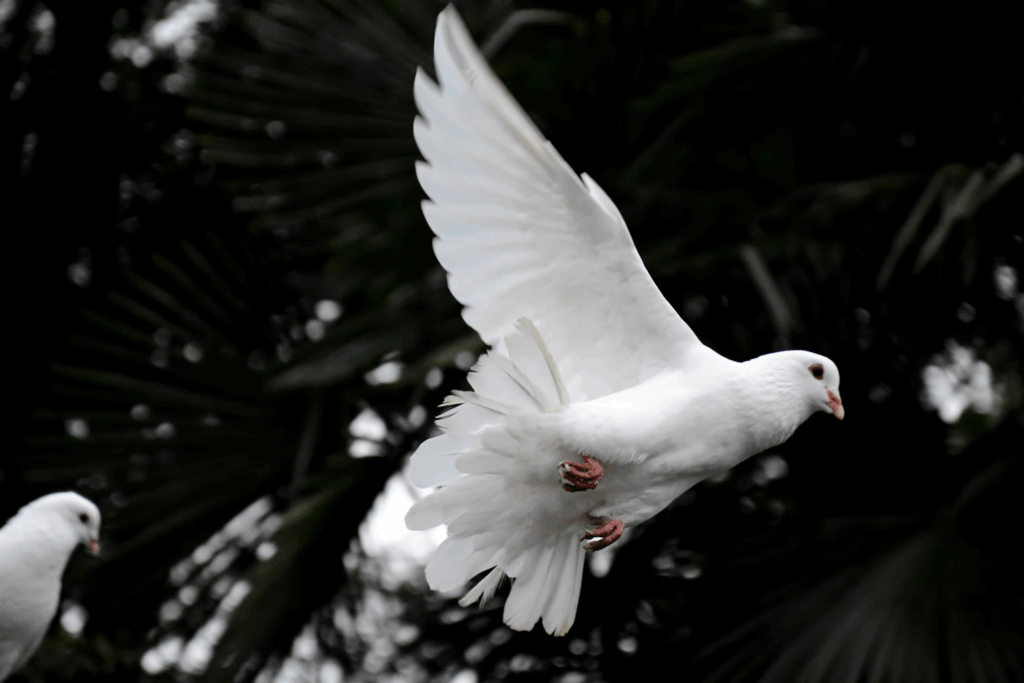 A white dove in flight against a dark background, symbolizing peace and freedom after trauma.