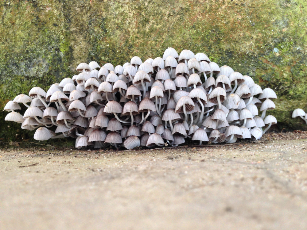 Colony of white mushrooms in front of a mossy wall. Mushrooms favela xD