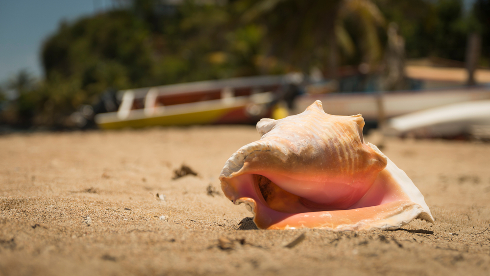 The queen shell on Guadeloupe