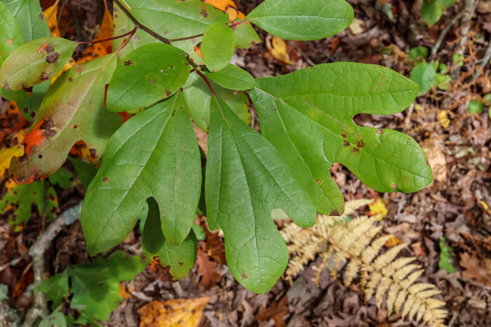 The leaves of a Sassafrass tree (Sassafras albidum) has three distinct leaf patterns on the same plant: unlobed oval, bilobed (mitten-shaped), and trilobed (three-pronged).