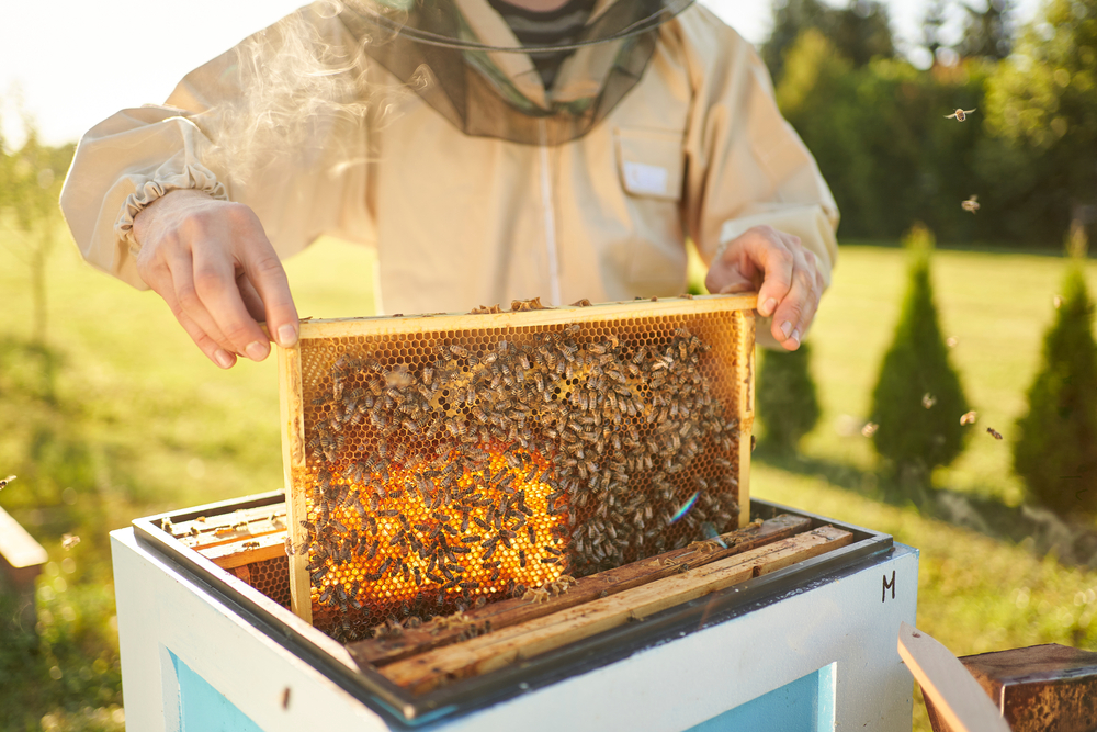 Beekeeper removing honeycomb from beehive. Person in beekeeper suit taking honey from hive. Farmer wearing bee suit working with honeycomb in apiary. Beekeeping in countryside. Organic farming
