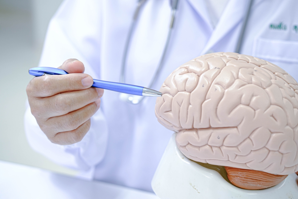 Doctor holding human Brain model. World Brain Tumor day, Brain S