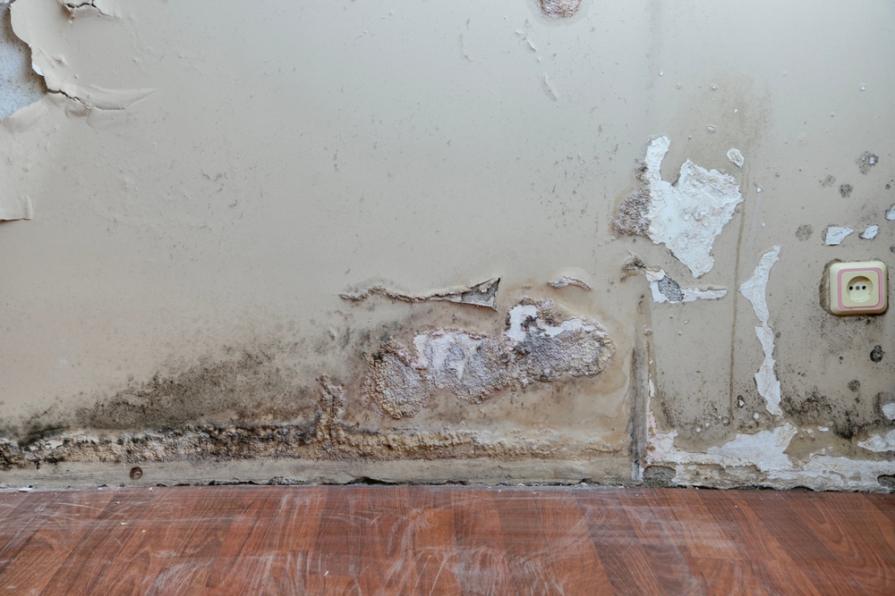 Damp and moldy wall. Peeling of paint and swelling of the wall from excessive moisture. Water is leaking out of the wall.