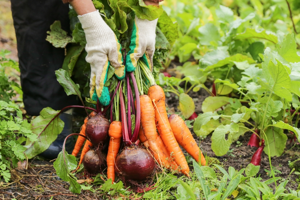 Farmer hands in gloves holding bunch of beetroot and carrot in garden. Harvesting organic fresh vegetables harvest