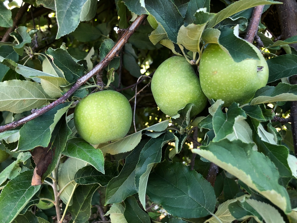 Granny Smiths ready to be picked