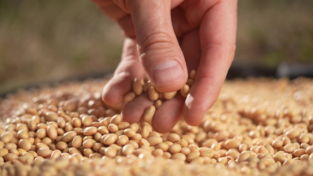 soybean agriculture. farmer touching soybean grains close-up. agriculture business soy farm concept. farmer hands are sorting out soybean grains holding in lifestyle his hands
