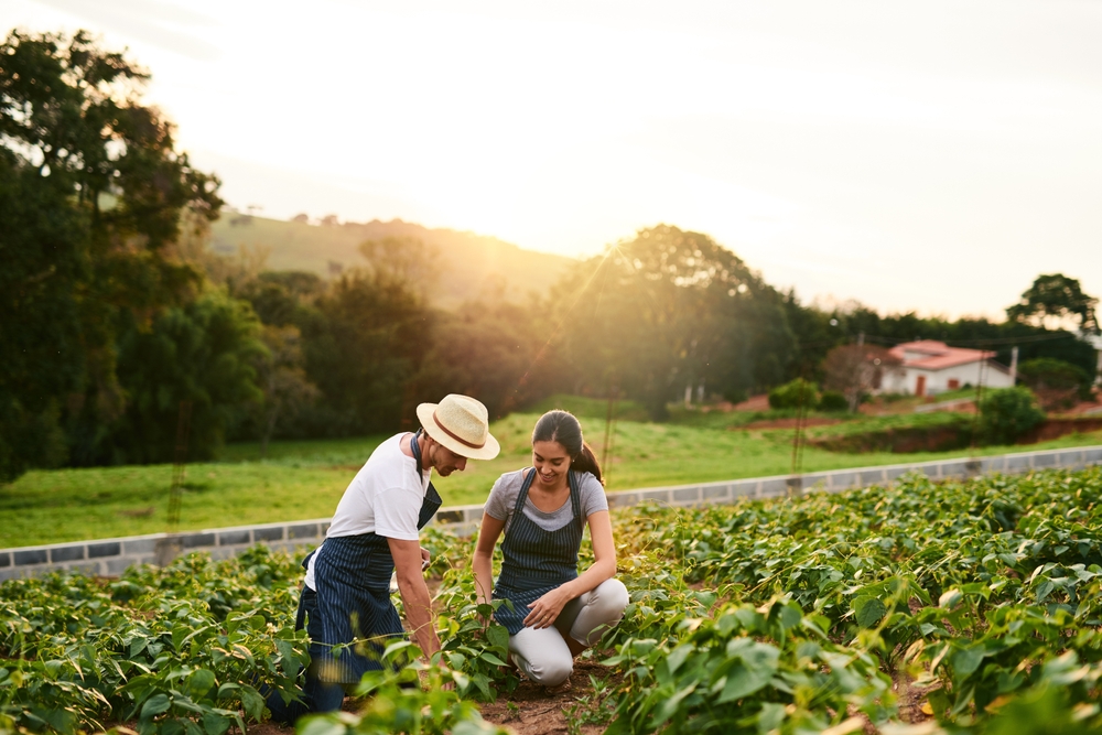 Nature, couple and farming together, outdoor and love for sustainability, woman and man in morning. Working, crops and growth of vegetable for harvest, teamwork and farmer for agriculture in USA