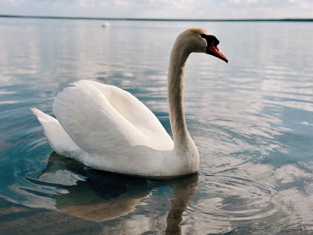 postavy,belarus. 24.04.24 swan lake, swan on lake, swan, grass, nature, portrait, farm, farmyard scene, farmyard animals, meat, chicken portrait, brown, domestic chicken, big chicken, closeup, agricu