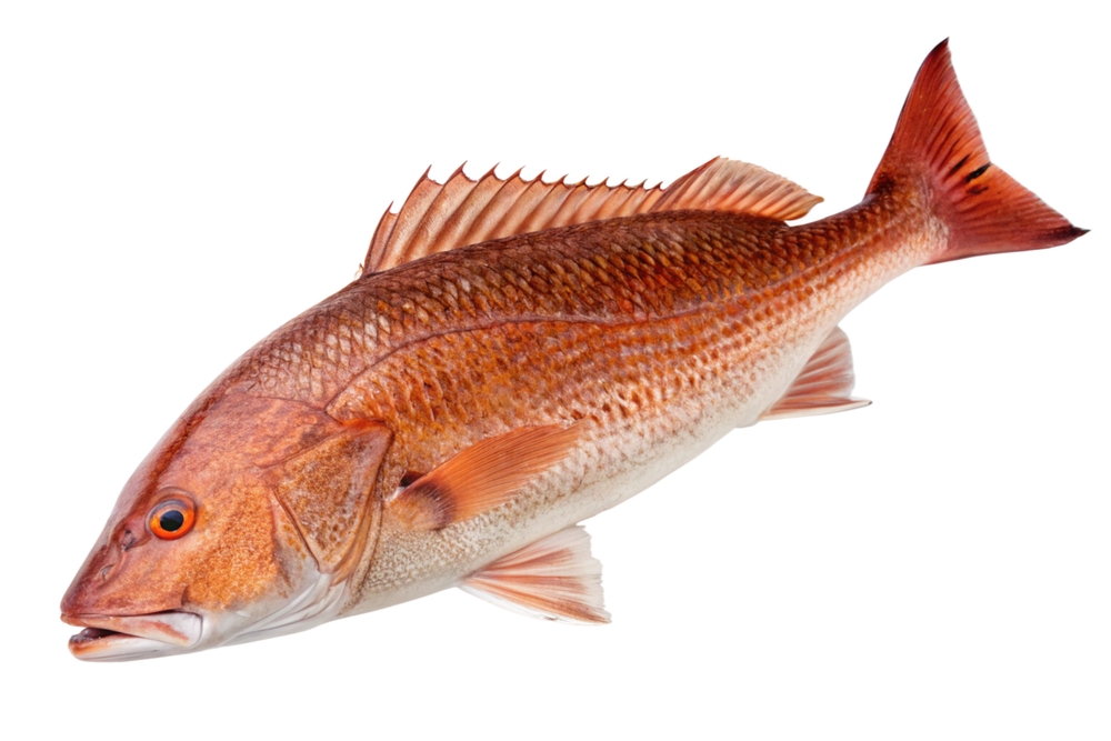 Atlantic Ocean Red Drum Fish Isolated on White Background