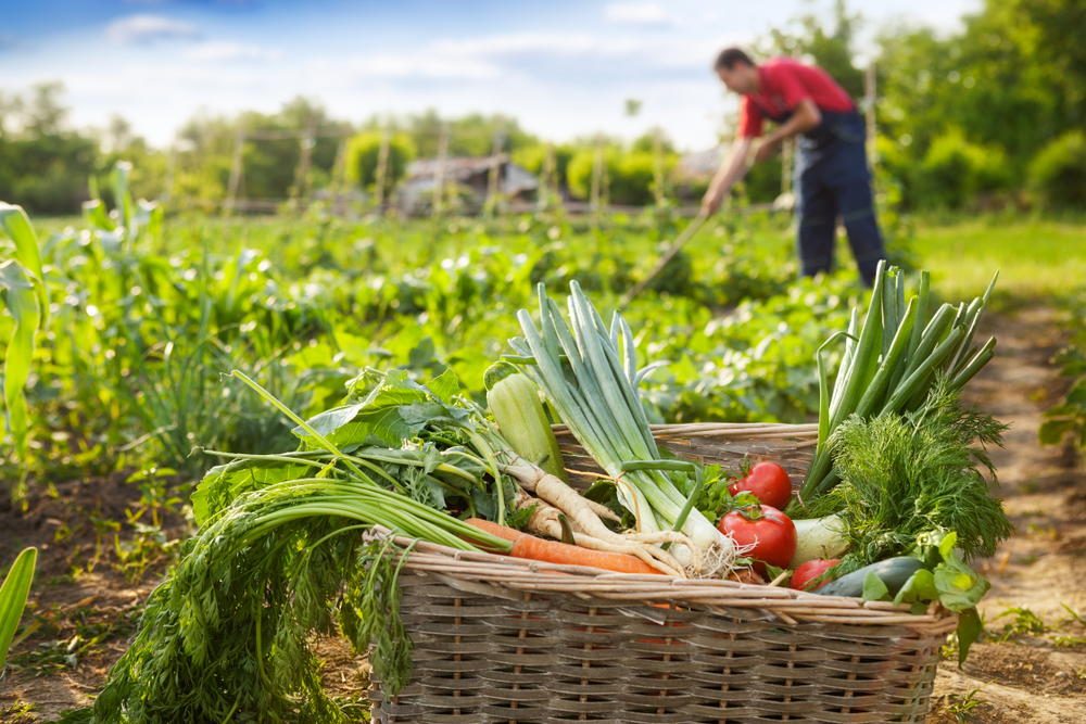 Basket with organic vegetable and gardener working in background
