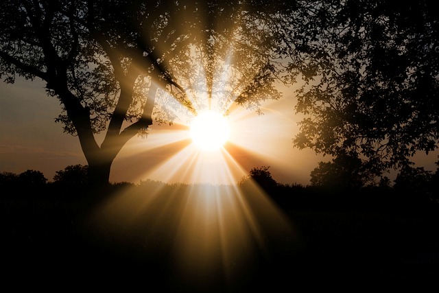 sun through trees