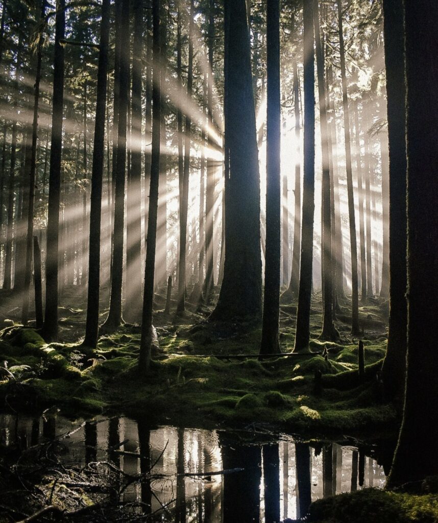 Ancient Groves Trail