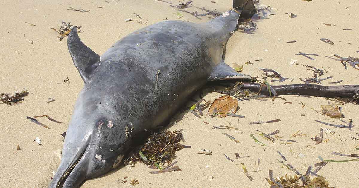 Dead dolphin on beach