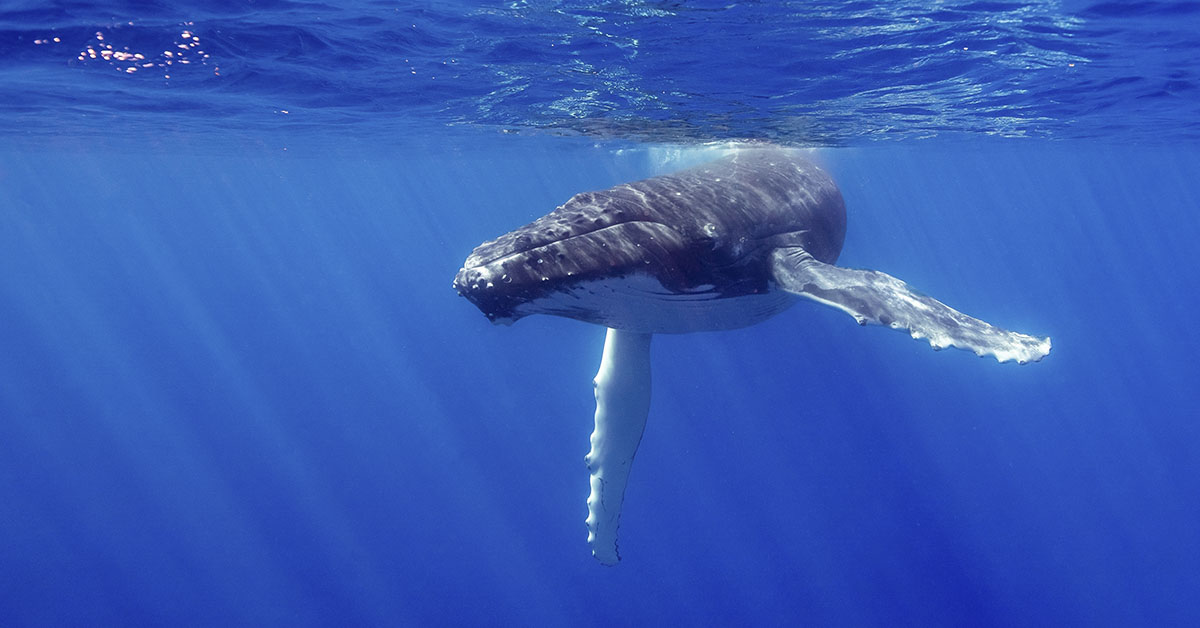 Humpback whale diving under water