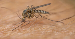 Mosquito sucking blood. Close up on human skin